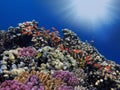 Photo of a coral colony on a reef top, Red Sea Royalty Free Stock Photo