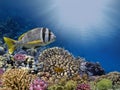 Photo of a coral colony on a reef top, Red Sea Royalty Free Stock Photo