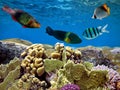 Photo of a coral colony on a reef top, Red Sea Royalty Free Stock Photo