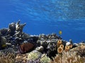 Photo of coral garden with fishes. Red Sea Royalty Free Stock Photo