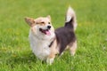 Photo of a corgi dog Royalty Free Stock Photo