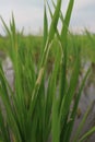 Photo of rice leaf spot disease & x28;Oryza sativa L.& x29;