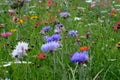 Photo of cornflower, marigold and poppy flowers in a field of wild flowers, taken on a sunny day in summer, in Eastcote, UK