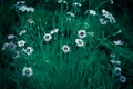 Photo of Cosmos bipinnata Cav wild flower background context Royalty Free Stock Photo