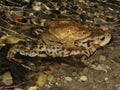 Common toad mating Royalty Free Stock Photo