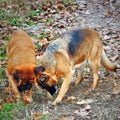 photo of a couple of dogs busy digging