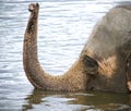 photo of a couple of elephants swimming Royalty Free Stock Photo