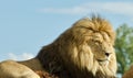 Photo of a couple of lions laying together