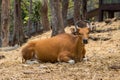 Photo Cow brown Portrait in Farm