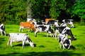 Photo From Cows In A Field Looking Like A Painting