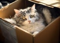 Photo of a cozy cat enjoying its cardboard box hideout