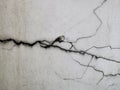 Photo of cracks on white concrete wall. Royalty Free Stock Photo