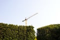 Crane appearing over Green hedges