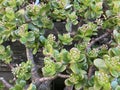 Crassula ovata, jade plant, lucky plant, money plant Photo