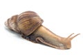 Photo of crawling snail