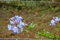 Plumbago auriculata, blue flower bud jungle plant Royalty Free Stock Photo