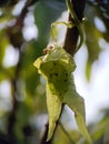 This photo is a photo of a creeping wild root plant