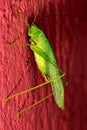 Cricket green in red wall closeup photo