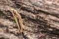 Cricket on tree trunk closeup Royalty Free Stock Photo