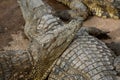 A close-up photo of a crocodile. Reptile