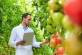 Crop cientist holding clipboard and examining tomatoes growing in greenhouse Royalty Free Stock Photo