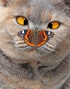 Cross eyed pedigree cat looking at butterfly on nose