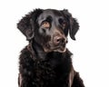 photo of curly-coated retriever isolated on white background. Generative AI Royalty Free Stock Photo