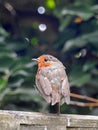 Baby british robin bird erithacus rubecula on fence Royalty Free Stock Photo