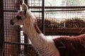 A cute brown and white fluffy lama Royalty Free Stock Photo