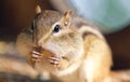 Photo of a cute funny chipmunk eating something Royalty Free Stock Photo