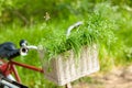 Photo of cute helm of bicycle with basket full of green bunch on