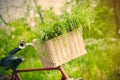Photo of cute helm of bicycle with basket full of green bunch on