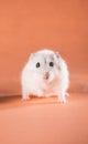 Photo cute Jungar hamster walking