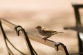 A cute little bird having some rest in a chair