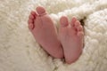 Photo of cute little feet of a newborn baby wrapped in sheepskin Royalty Free Stock Photo