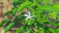 Photo of cute little Thai flowers, Mother\'s Day flowers, white jasmine, both in bloom and in buds. Royalty Free Stock Photo