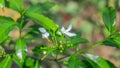 Photo of cute little Thai flowers, Mother\'s Day flowers, white jasmine, both in bloom and in buds. Royalty Free Stock Photo