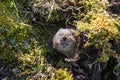 A cute little Water vole