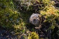 A cute little Water vole