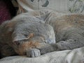 Blissful sleeping pedigree cat Royalty Free Stock Photo