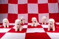 Photo of cute puppies Samoyed breed Royalty Free Stock Photo