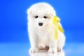 Photo of cute puppy Samoyed breed Royalty Free Stock Photo