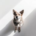 Photo of a cute sitting dog from top to bottom in height on a white Royalty Free Stock Photo