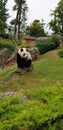 Photo d& x27;un panda