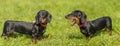 Dachshund dog in the park Royalty Free Stock Photo