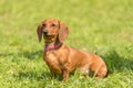 Dachshund dog in the park Royalty Free Stock Photo