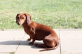 Photo of a dachshund on the terrace.