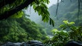 A photo of the Daintree Rainforest, with lush greenery as the background, during a light drizzle Royalty Free Stock Photo