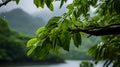 A photo of the Daintree Rainforest, with lush greenery as the background, during a light drizzle Royalty Free Stock Photo