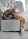 Lazy sunday afternoon cat on sofa chair Royalty Free Stock Photo